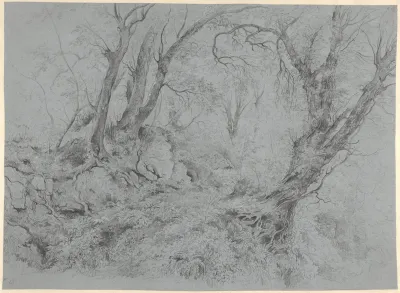 Study of trees before a mountain slope