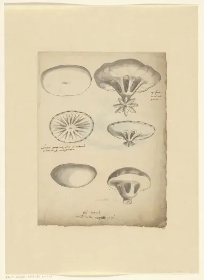 Study sheet with jelly fish