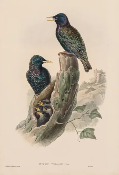 Sturnur Vulgaris