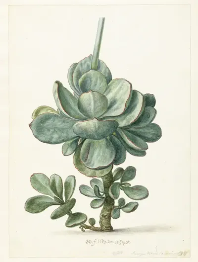 Succulent Plant (Cotyledon orbiculata?)