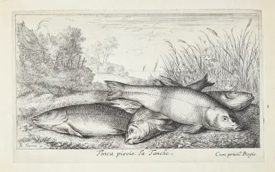 Suder (Tinca piscis)