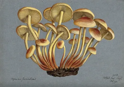 Sulphur tuft fungus (Hypholoma fasciculare)