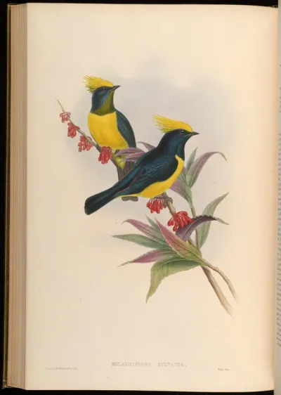 Sultan Tit