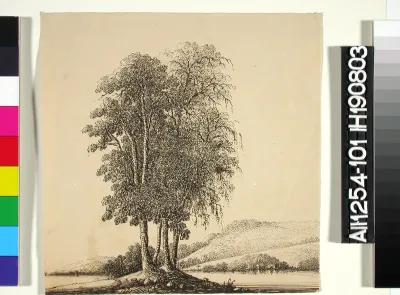 Summer Landscape with Birch Trees