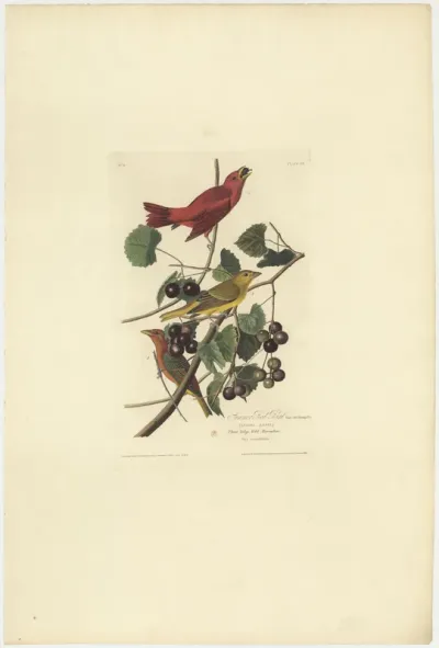 Summer Red Bird