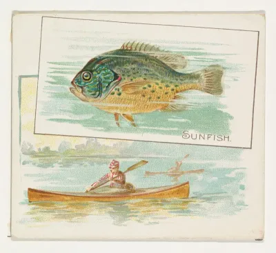 Sunfish, from Fish from American Waters series (N39) for Allen & Ginter Cigarettes
