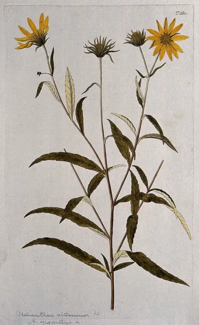 Sunflower (Helianthus giganteus L.): flowering stem