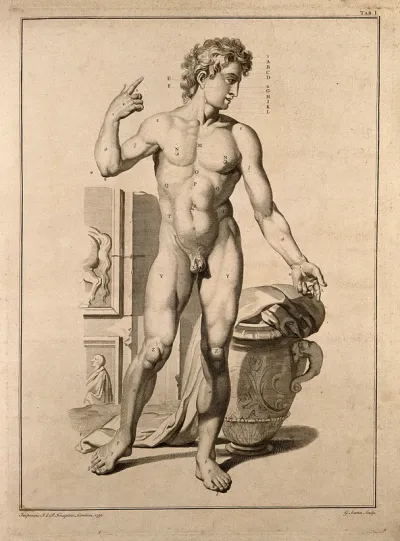 Superficial anatomy of the man