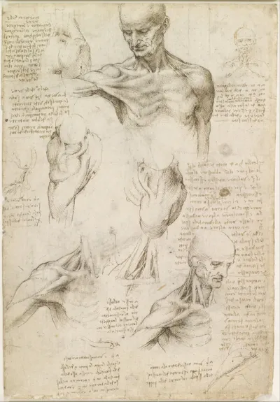 Superficial Anatomy of the Shoulder and Neck (recto)
