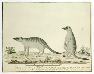 Suricata suricatta (Meerkats)