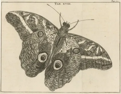 Surinaamse reuzenvlinder XVIII