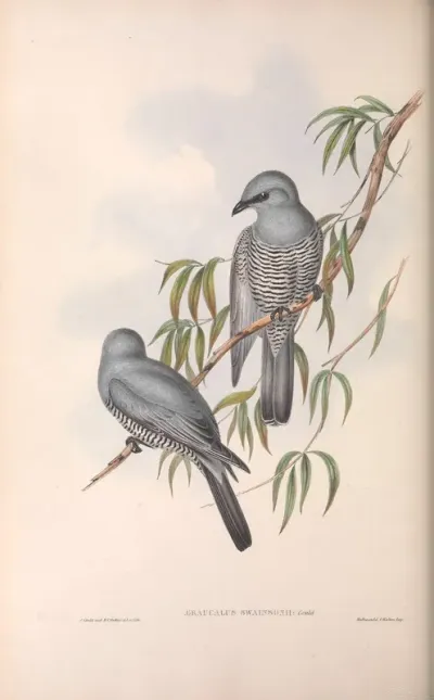 Swainson’s Graucalus