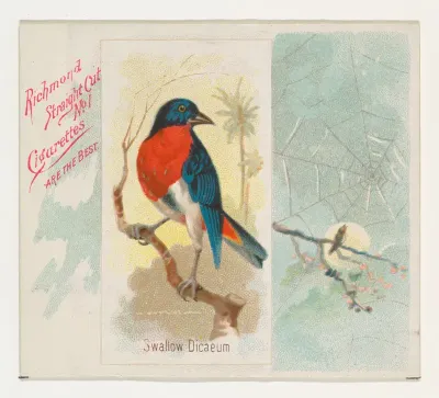 Swallow Dicaeum, from the Song Birds of the World series (N42) for Allen & Ginter Cigarettes