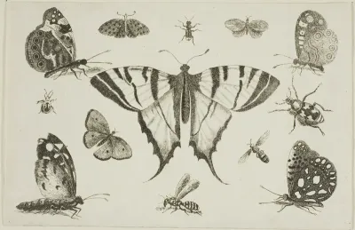 Swallow-Tailed Butterfly and Twelve Other Insects, from Diversae Insectorum...Figurae