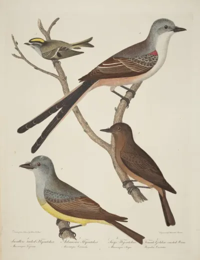 Swallow-tailed Flycatcher, Arkansas Flycatcher, Say's Flycatcher, and Female Golden-crested Wren