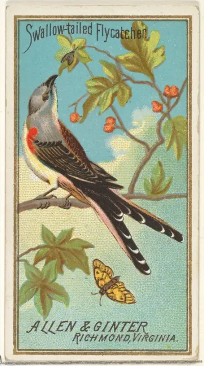 Swallow-tailed Flycatcher, from the Birds of America series (N4) for Allen & Ginter Cigarettes Brands