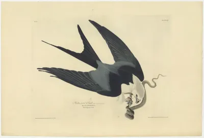 Swallow tailed Hawk