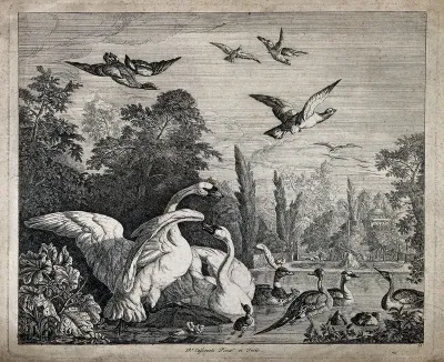 Swans, ducks and other domesticated fowl in the park of a chateau