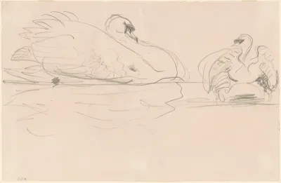 Swans in the Water