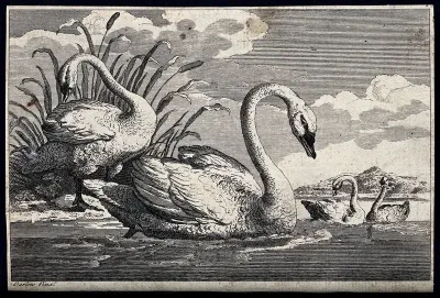 Swans swimming in a lake