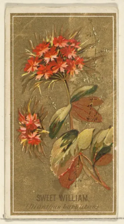 Sweet William (Dianthus barbutas), from the Flowers series for Old Judge Cigarettes