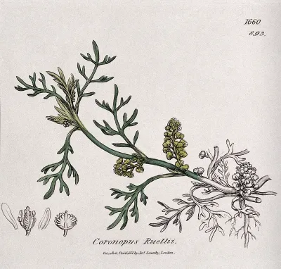Swine cress (Coronopus species): flowering stem and floral segments