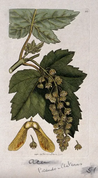 Sycamore (Acer pseudoplatanus): flowering stem, leaves, fruit and floral segments