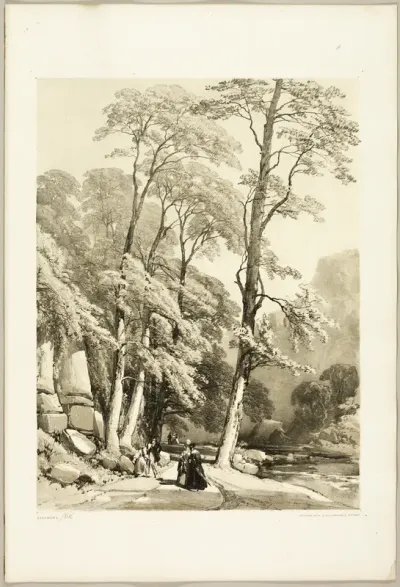 Sycamore, from The Park and the Forest