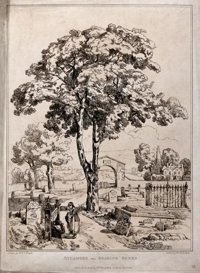 Sycamore tree (Acer pseudoplatanus L.) in a graveyard near Reading, Berkshire