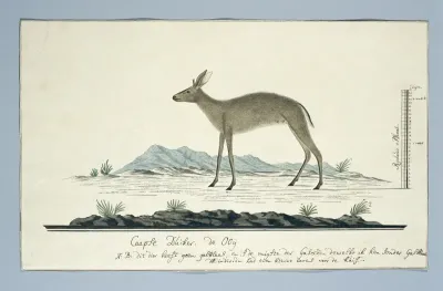 Sylvicapra grimmia (Common Duiker)
