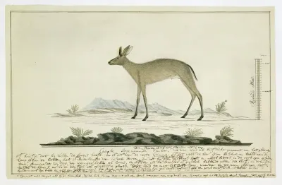 Sylvicapra grimmia (Gewone Duiker)