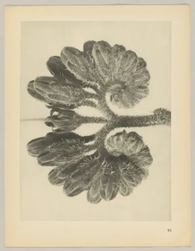 Symphytum officianale