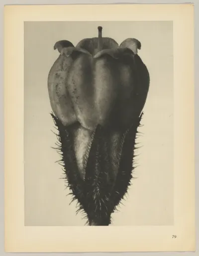 Symphytum officinale