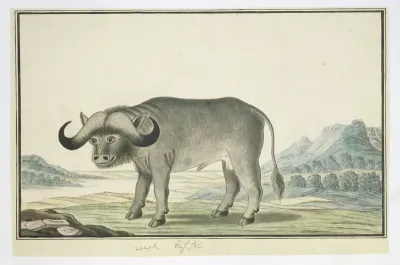 Syncerus caffer caffer (Afrikaanse buffel)