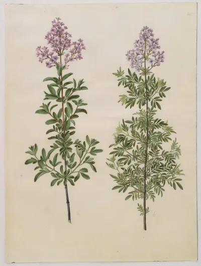 Syringa ×laciniata (fliget syren)