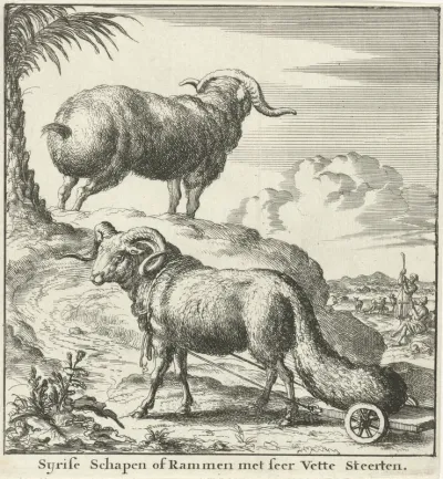 Syrische schapen of rammen