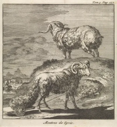 Syrische schapen of rammen