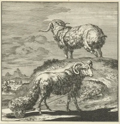 Syrische schapen of rammen