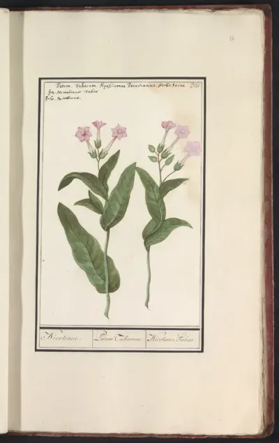 Tabaksplant (Nicotiana tabacum)