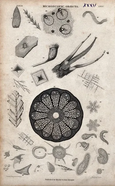 Table with thirty-one microscopic objects