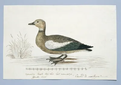 Tadorna cana (South African shelduck)