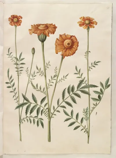 Tagetes patula (udspærret fløjlsblomst)