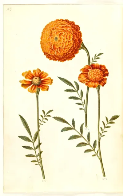 Tagetes patula