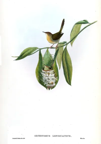 Tailor-bird