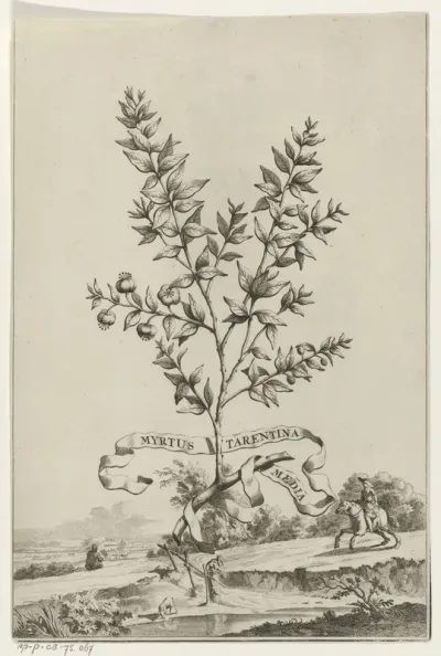 Tak Myrtus Tarentina