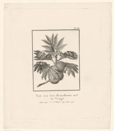 Tak van een broodboom met vrucht