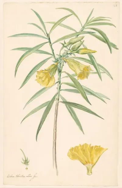 Tak van een gele bloem (soort lelie) met details van stamper en bloem