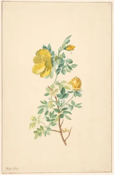 Tak van een gele roos (Rosa Lutea)