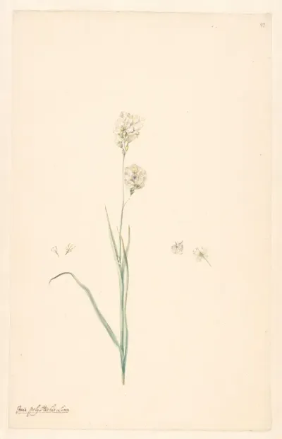 Tak van Ixia olystachya met details van stamper en bloem