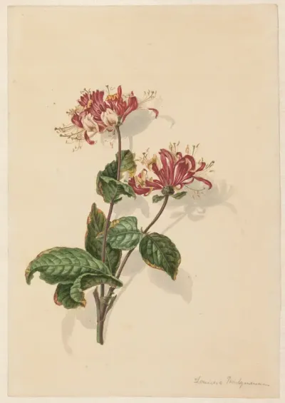 Tak wilde kamperfoelie (Lonicera periclymenum)